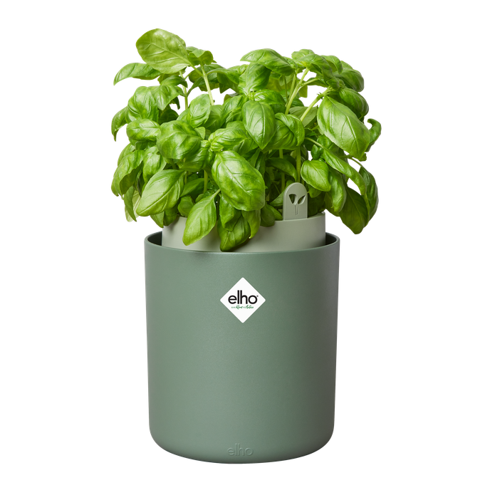 bouncy basil leaf green